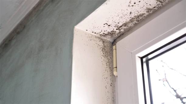 Home Mold Removal in Tampa, FL