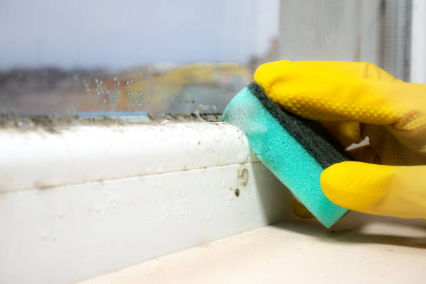 Tampa, FL Mold Removal Company