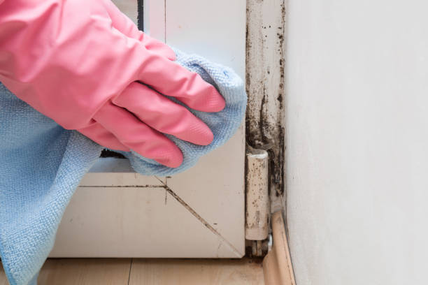 Best Fast Mold Removal  in Tampa, FL